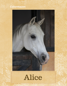 Alice Grey Horse 8.5 x 11